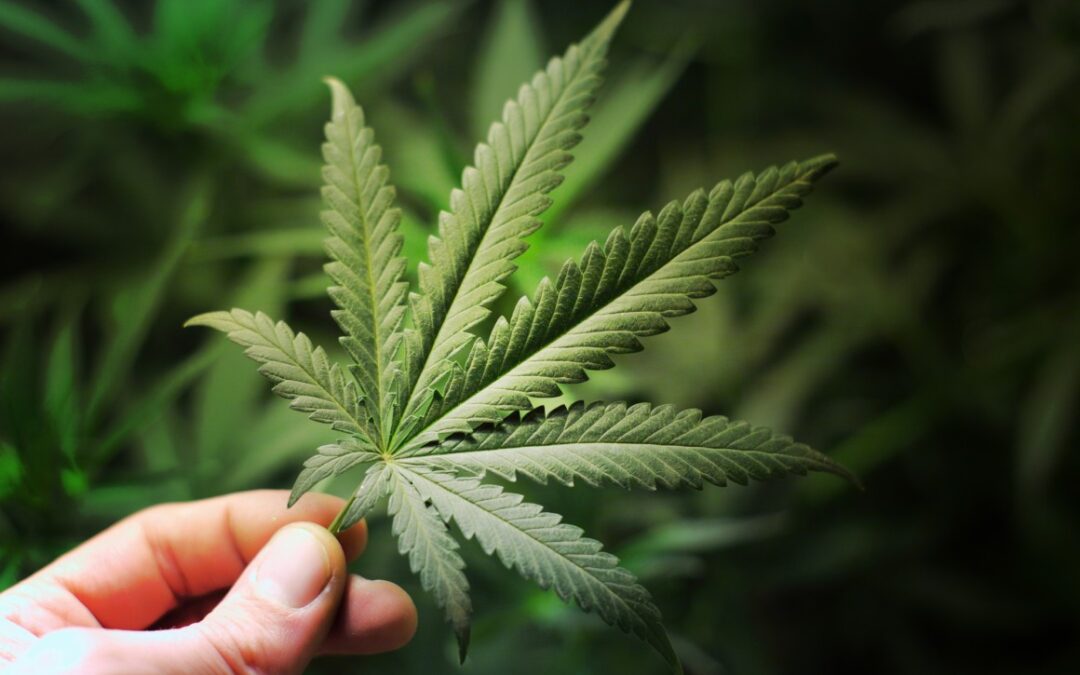 Behind the Name “Cannabis”